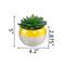 Flora Bunda® Succulent In Two Tone Pattern Yellow Ceramic Pot